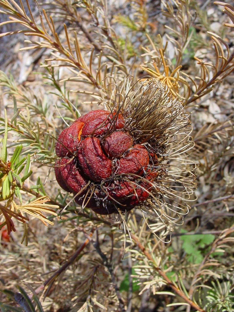 Banksia violacea 10 WaychinicupNP.JPG