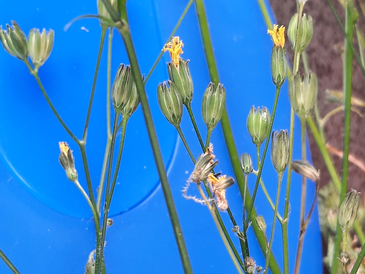 20210911_123704.jpg  Köpfe mit welker Blüte  s Kopie.jpg