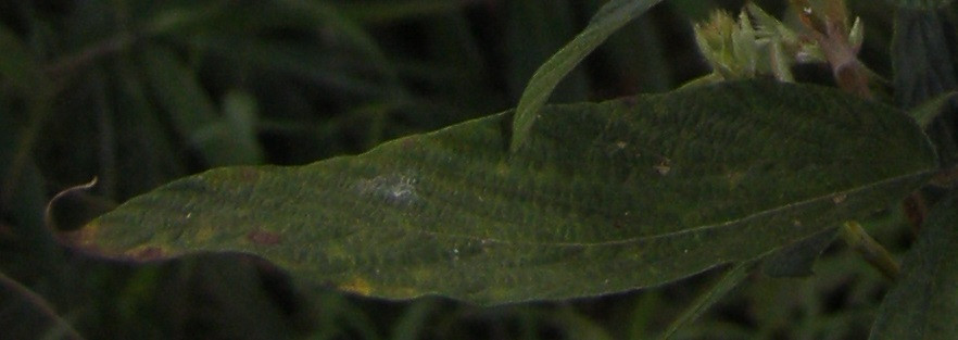 Dendrolobiumleaf.jpg