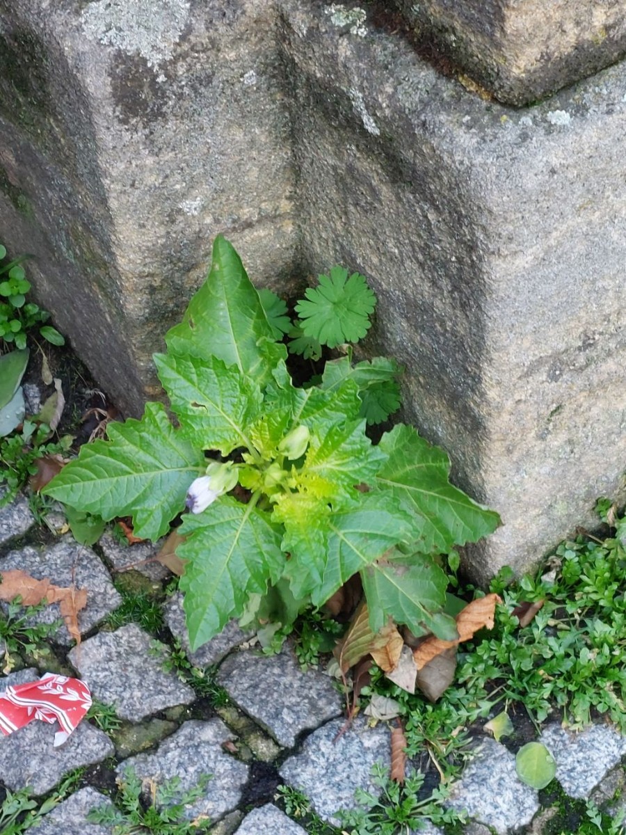 2023-11-17_Nicandra physalodes 1_Bamberg.jpg