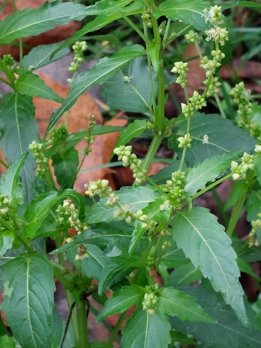 2023-11-18_Mercurialis annua 2_Schweinfurt.jpg