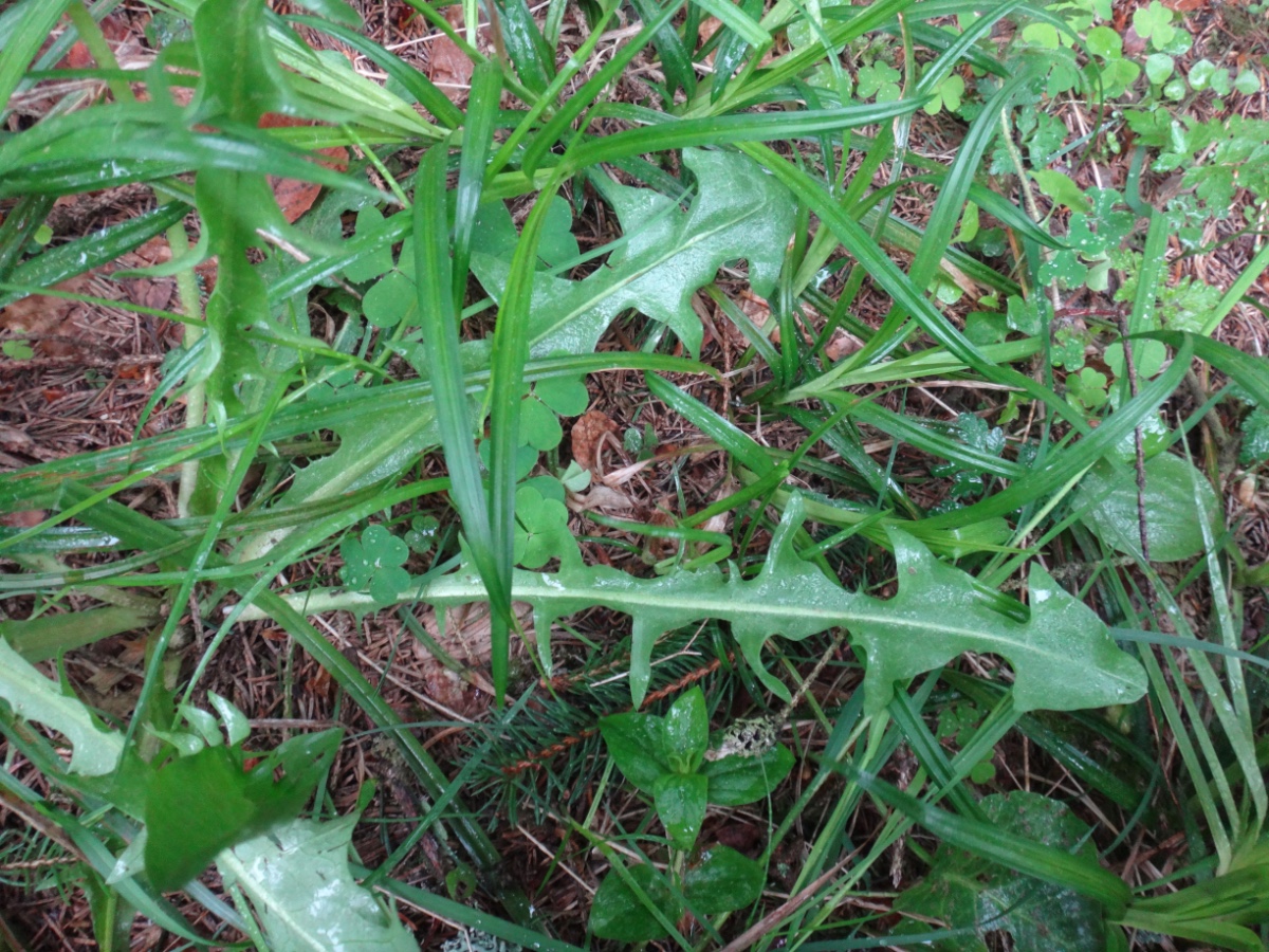 DSC01334.JPG
