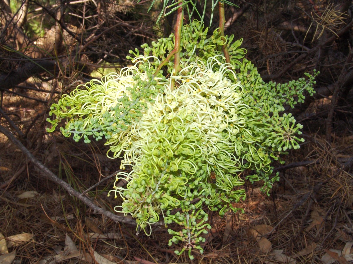 Grevillea annulifera PerthKingsPark G3.jpg