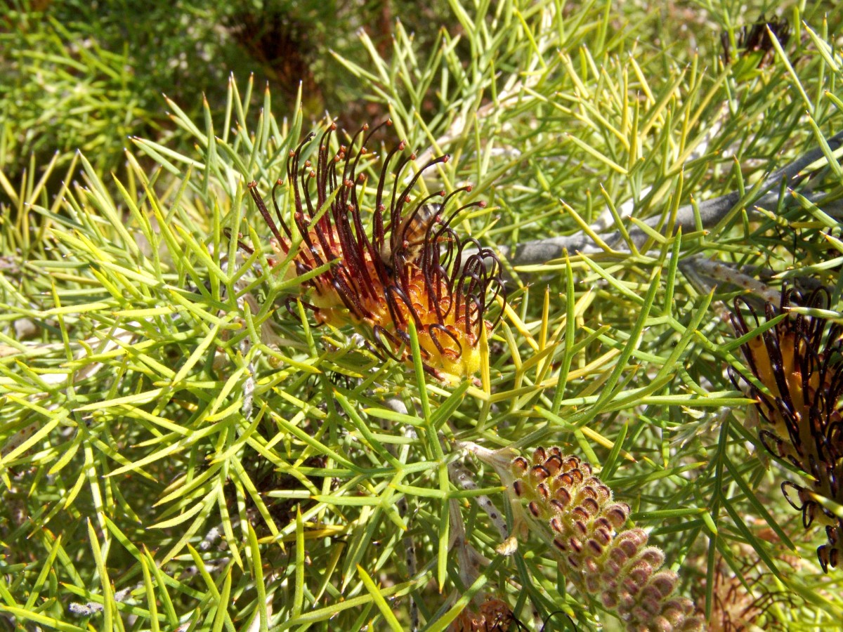 Grevillea armigera PerthKingsPark G4.jpg