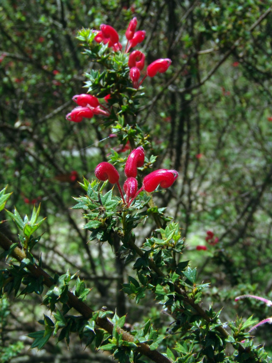 Grevillea astericosa W-AUS Newcastle HunterRegionBG G (082).JPG