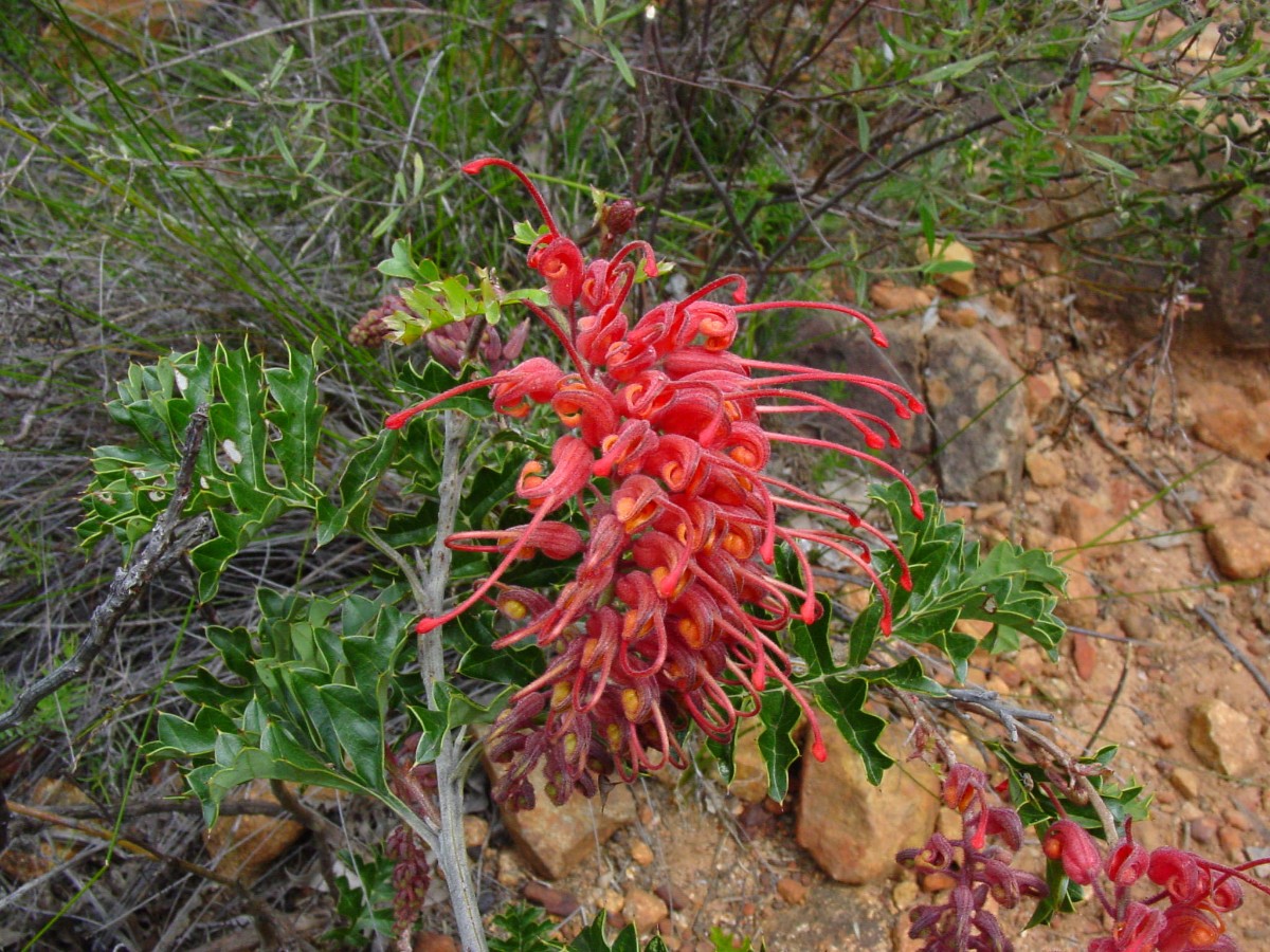 Grevillea bipinnatifida cf 1d EllisBrookNR.JPG