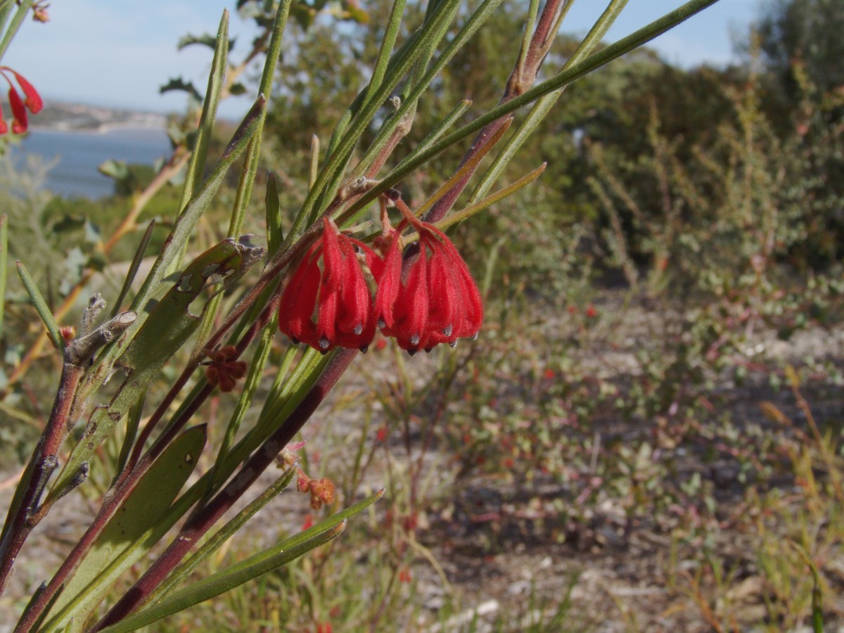 Grevillea brachystylis ssp australis PerthKingsPark G3.jpg