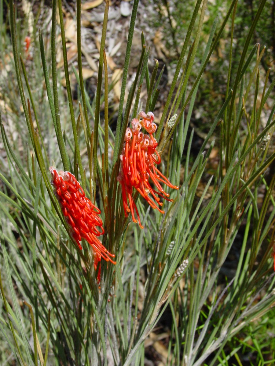 Grevillea cagiana 1 KingsPark.JPG