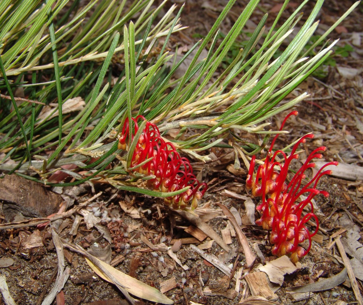 Grevillea concinna ssp lehmanniana (cf) PerthKingsPark G1.jpg