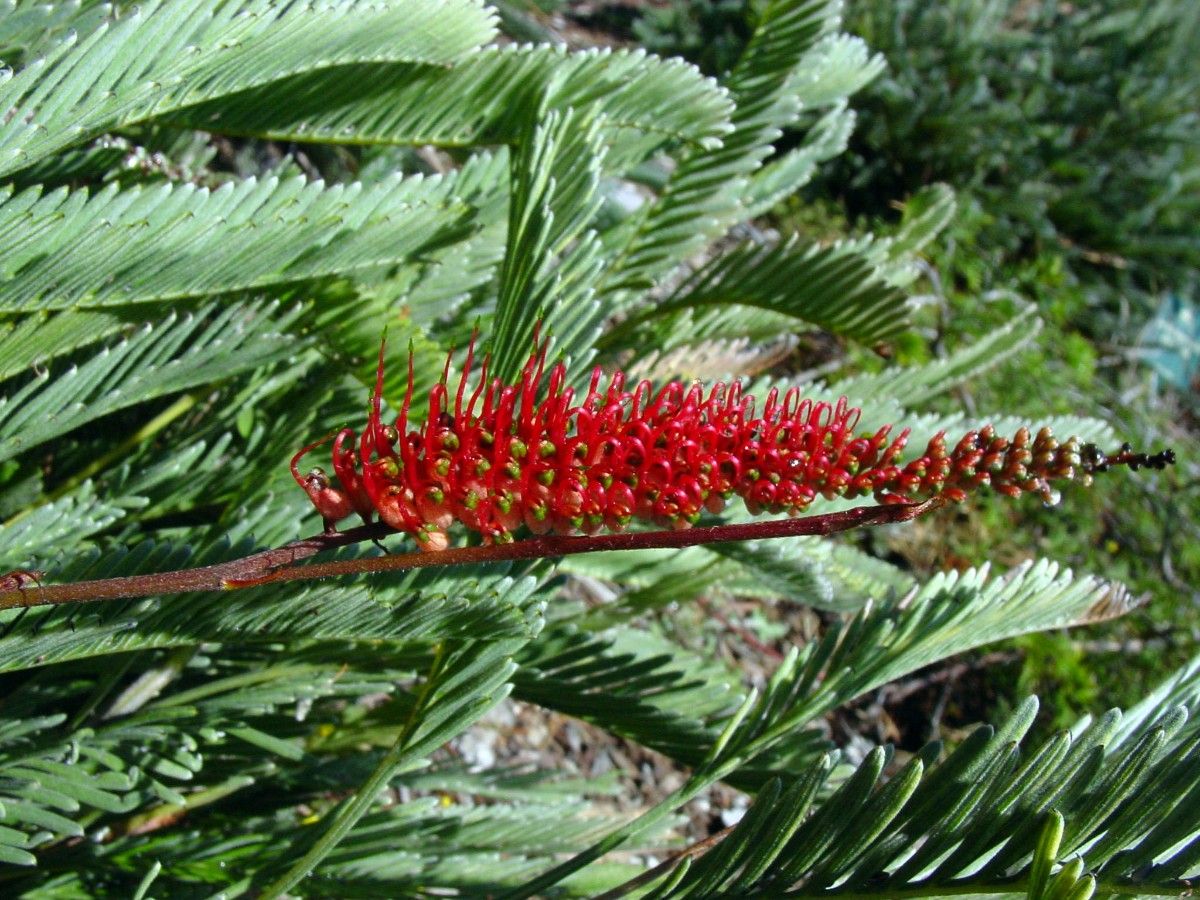 Grevillea dryandroides hirsuta 3 KingsPark.JPG