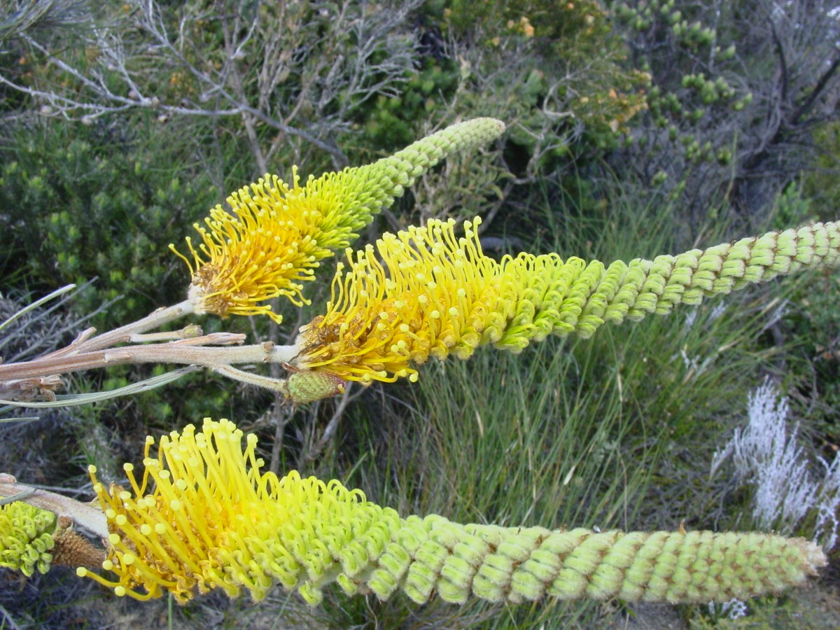 Grevillea eriostachya cf 2b Cervantes.JPG