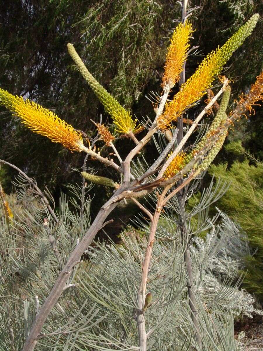 Grevillea eriostachya WA Perth KingsPark G (129).JPG