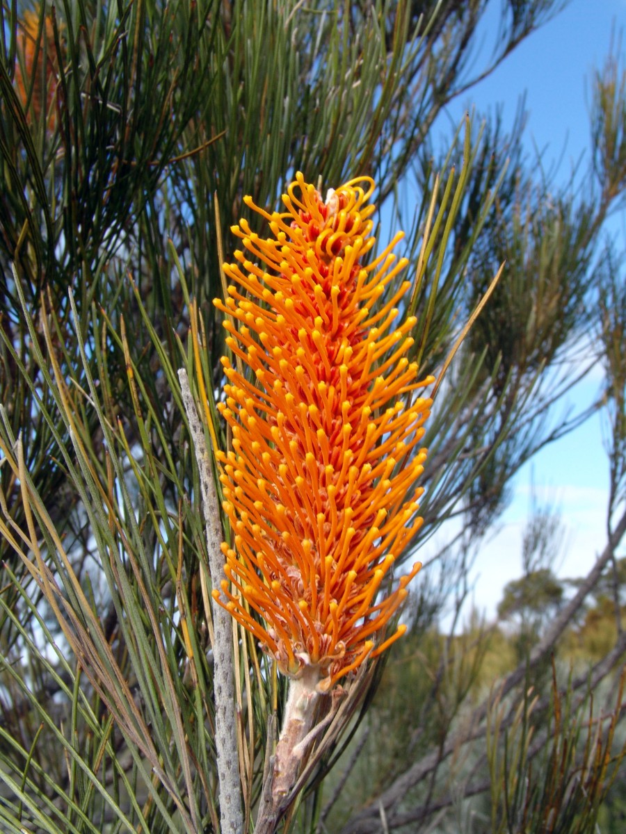 Grevillea excelsior WA Newdegate E LakeGrace G (064).JPG