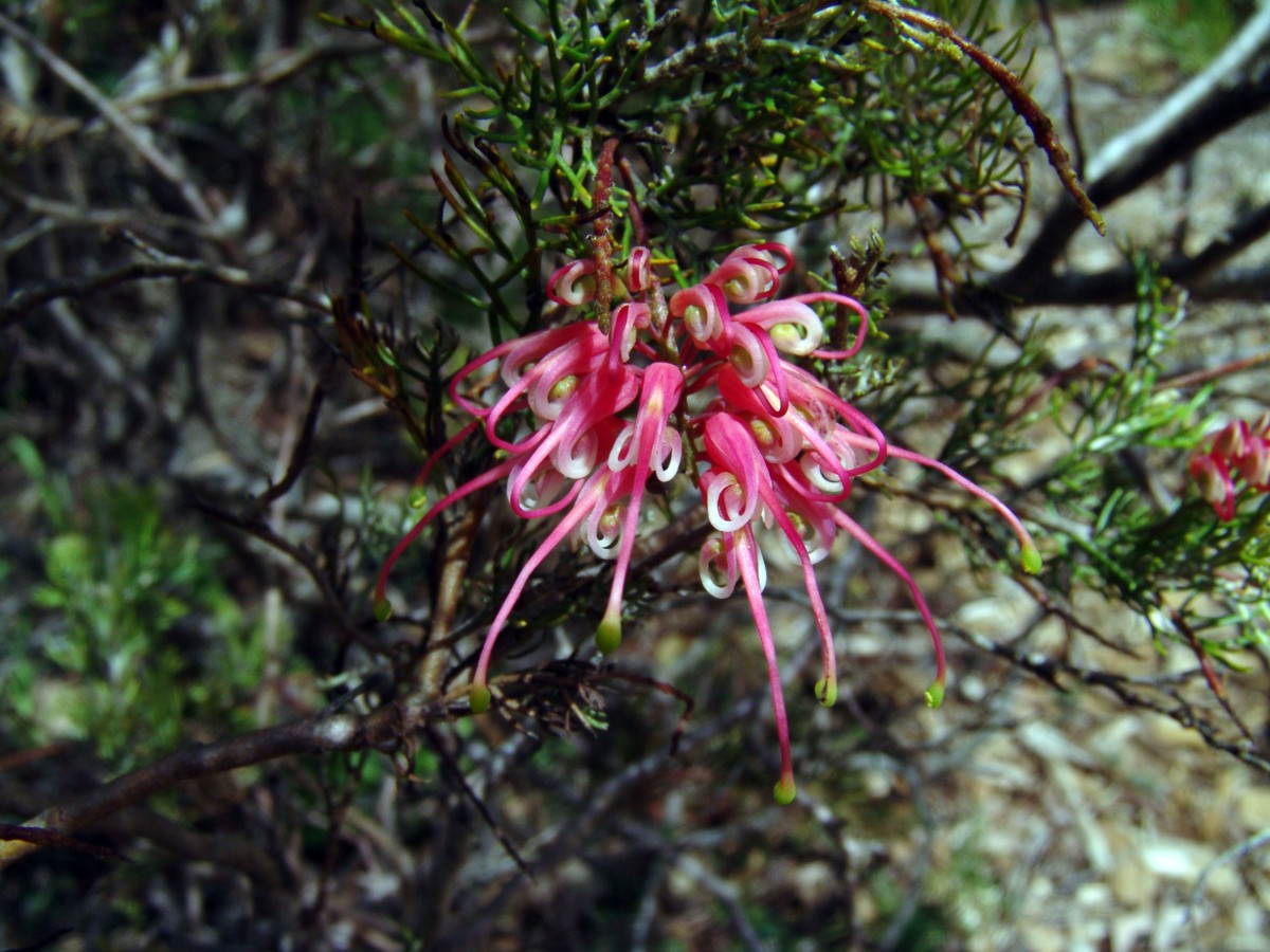 Grevillea fililoba AUS Sydney MtAnnanBG G (171).JPG