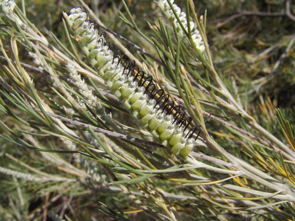 Grevillea hookeriana PerthKingsPark G2.jpg