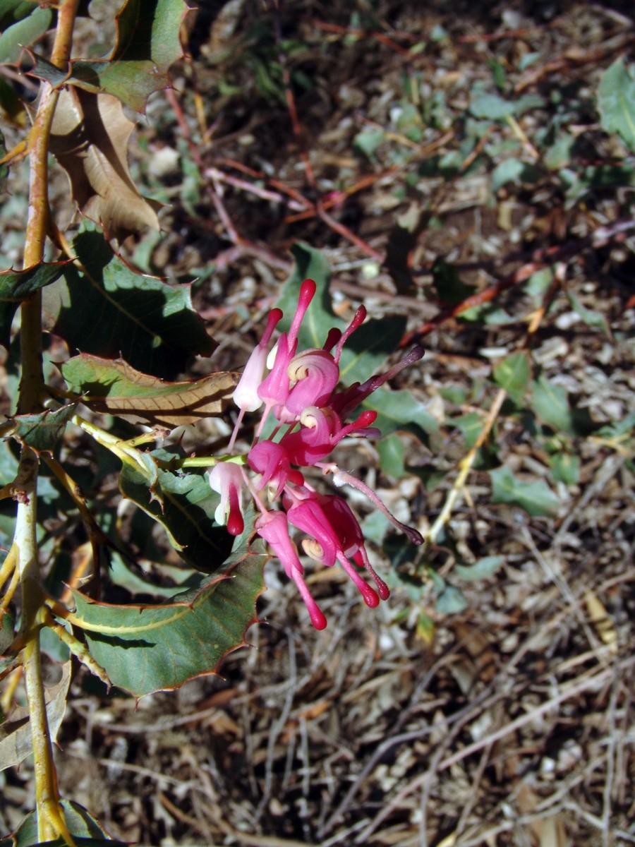 Grevillea insignis ssp insignis PerthKingsPark G2.jpg