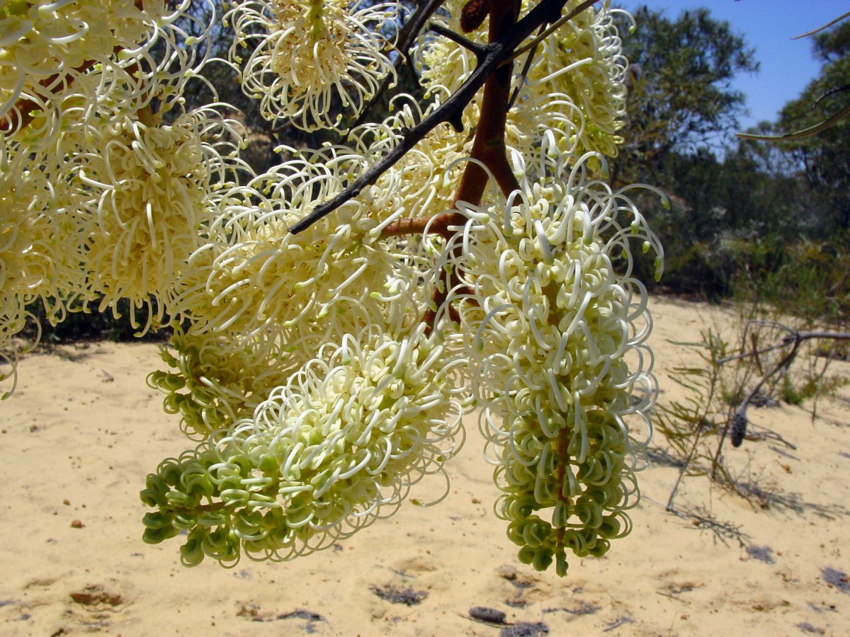 Grevillea leucopteris (cf) WatherooNP.JPG