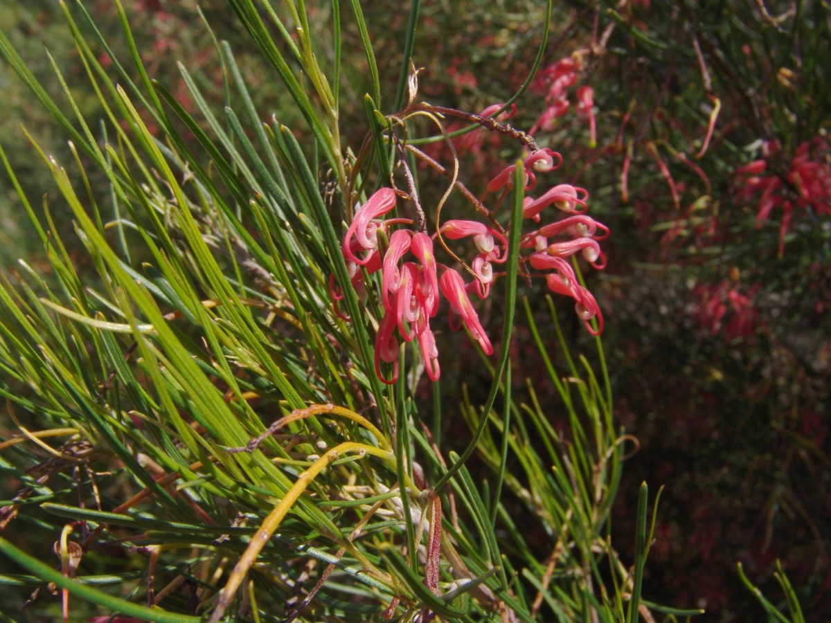 Grevillea nudiflora PerthKingsPark G3.jpg