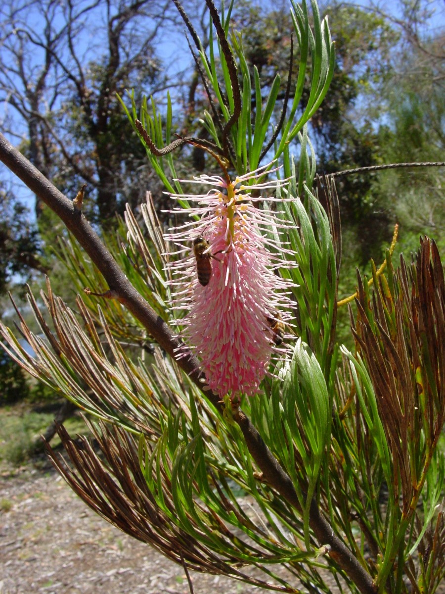 Grevillea petrophiloides (cf) YanchepNP.JPG