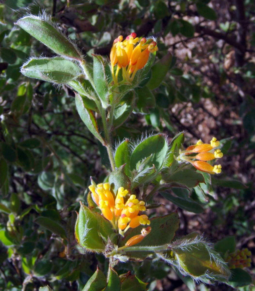 Grevillea pimeleoides W-AUS Newcastle HunterRegionBG G (097).JPG