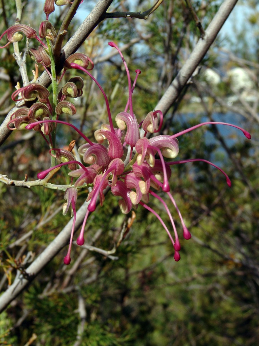 Grevillea plurijuga ssp superba PerthKingsPark G2.jpg