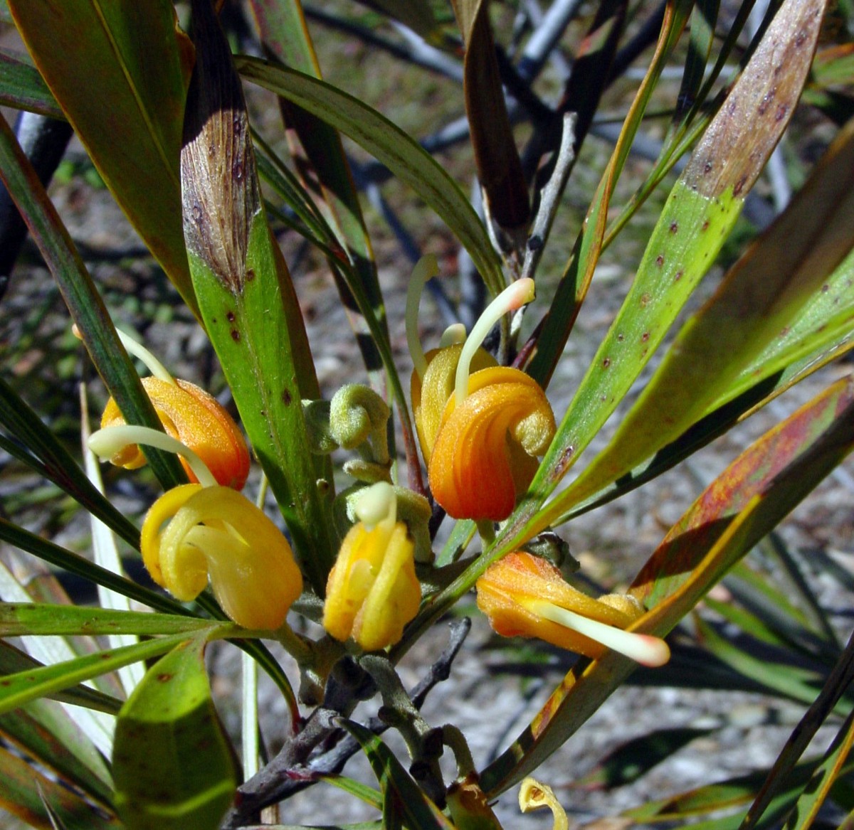 Grevillea refracta 2 KingsPark.JPG