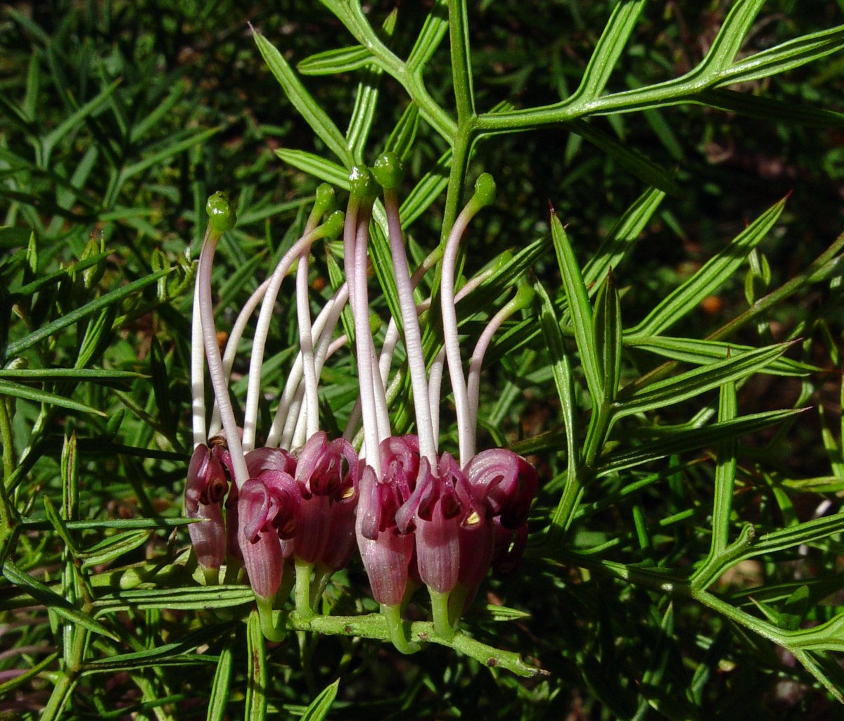 Grevillea rivularis PROT Aus F2 StrybingSFO.jpg