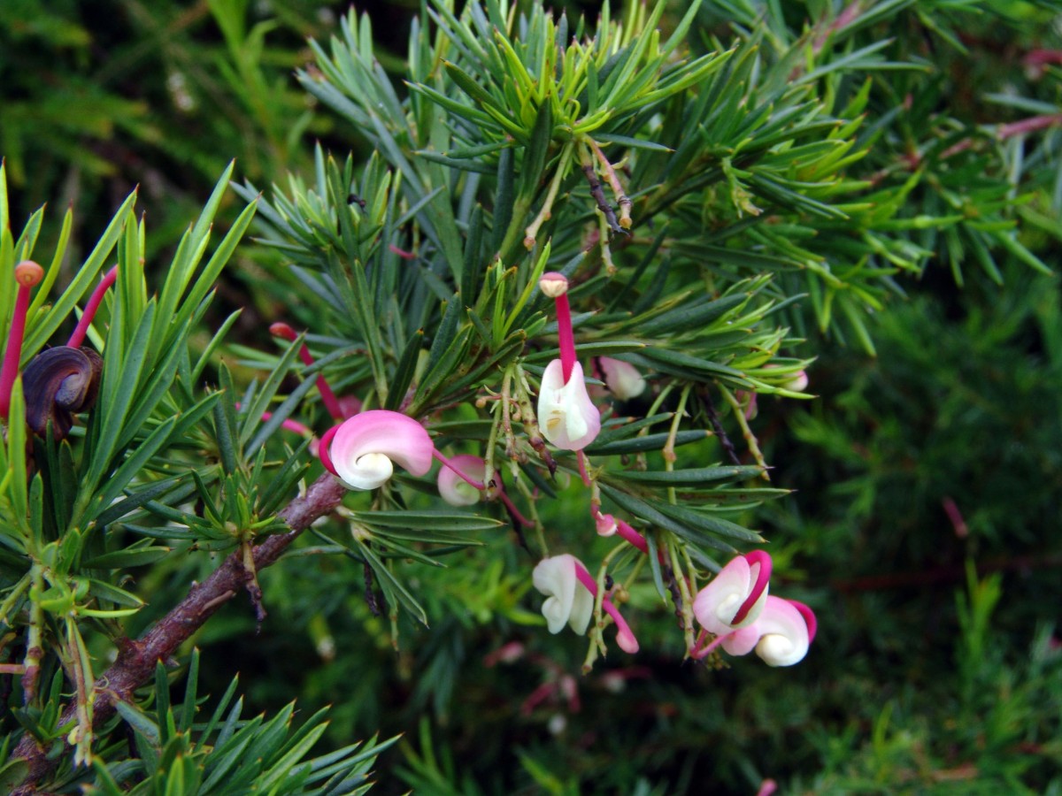 Grevillea rosmarinifolia CoffsHarbourBG G (298).JPG