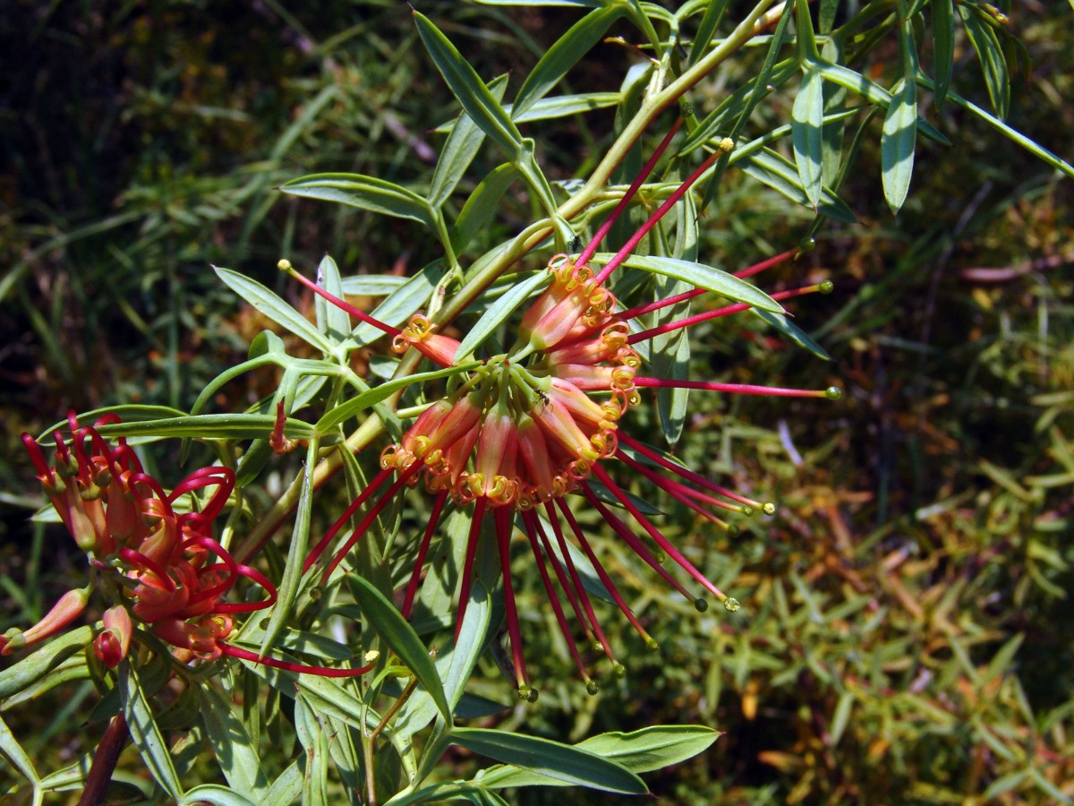 Grevillea sp (cf) WA N Perth YanchepNP (101).JPG