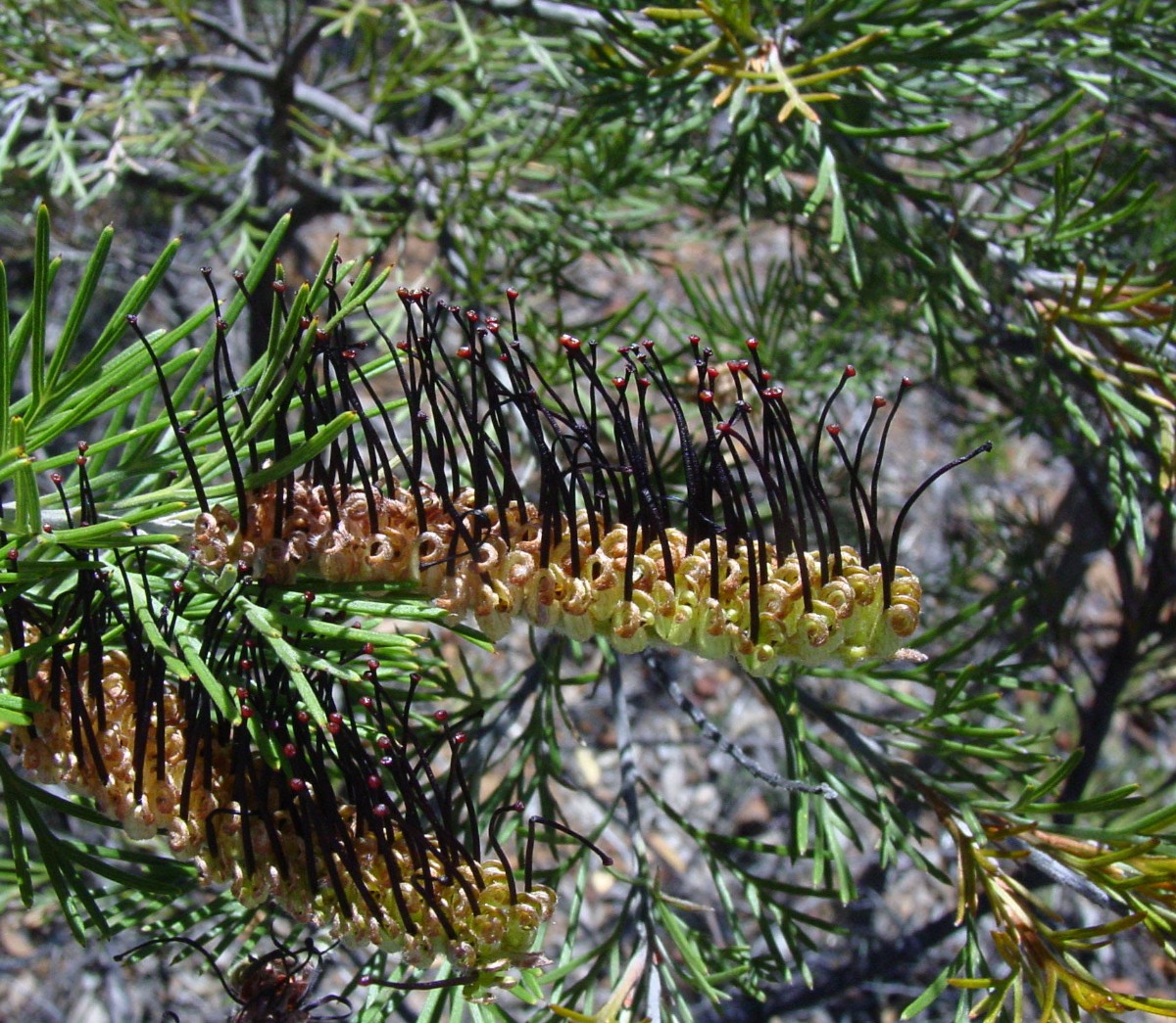 Grevillea sp 1 BoyaginRockNR.JPG