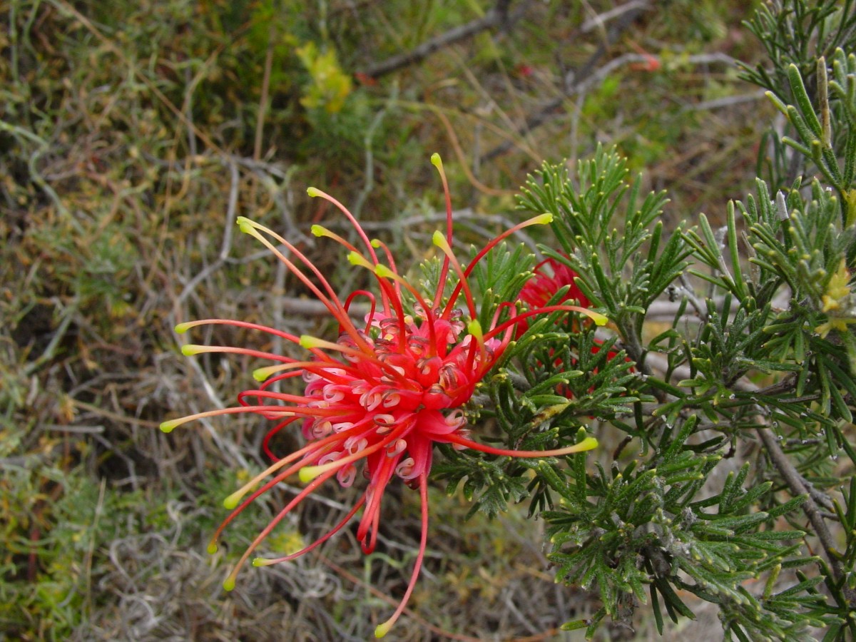 Grevillea sp 1 Cervantes.JPG