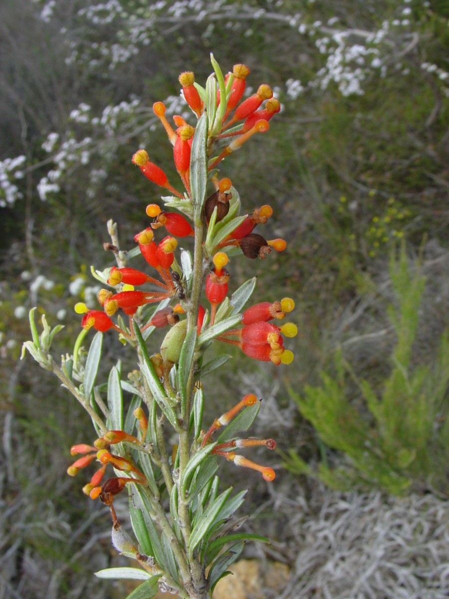 Grevillea sp 1 WaychinicupNP.JPG