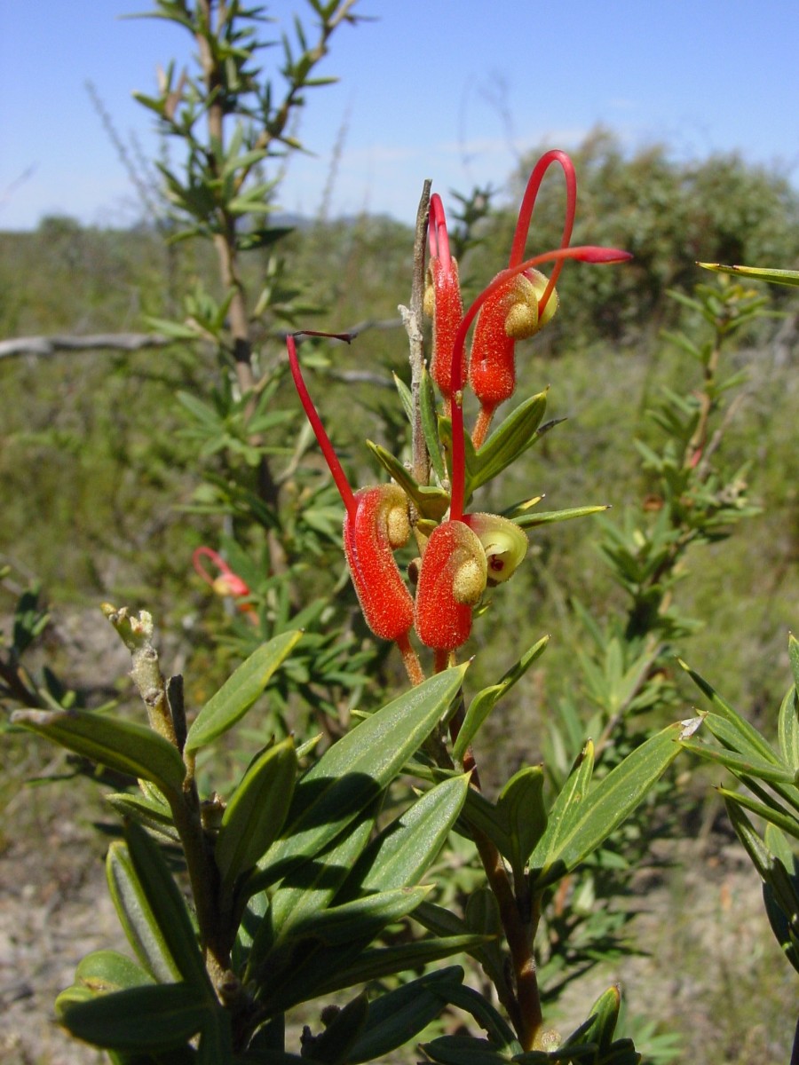 Grevillea sp 4b FitzgeraldRiverNP.JPG