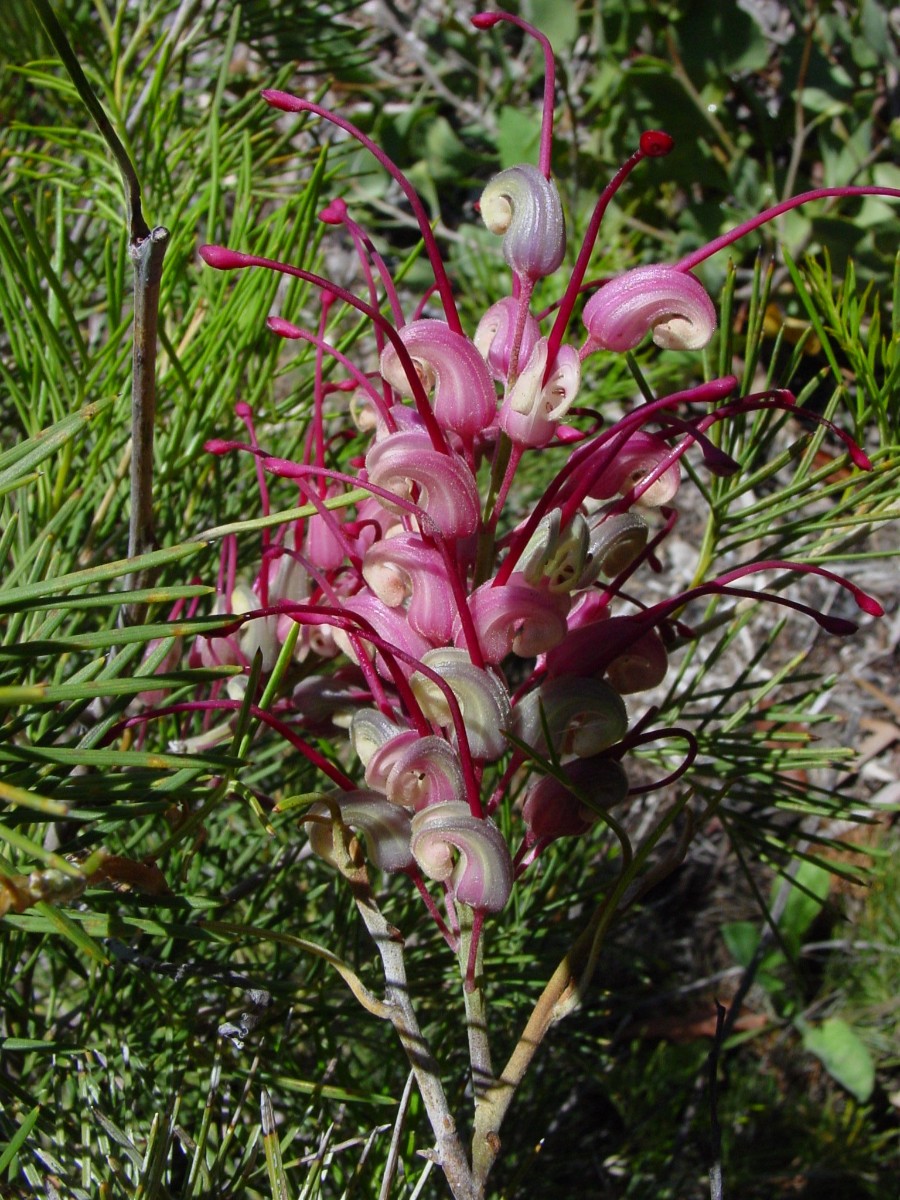 Grevillea sp 8a KingsPark.JPG