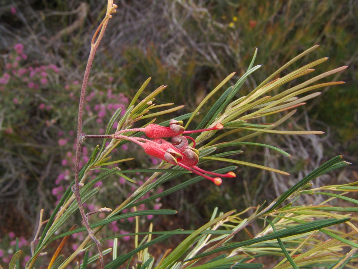 Grevillea sp S-WA 50 km E Hopetoun G (020).JPG