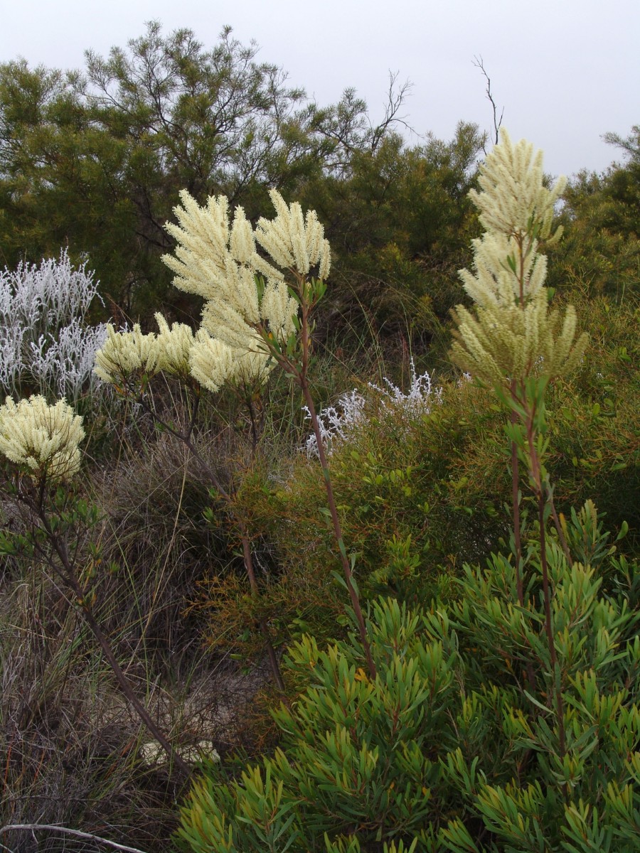 Grevillea sp WA BrandHwy N Eneabba G (21).JPG