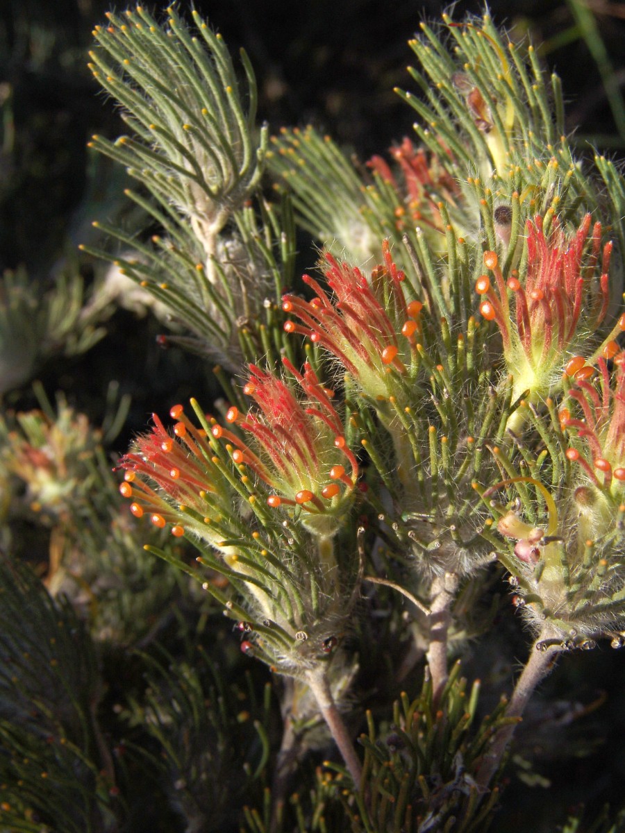 Grevillea sp WA BrandHwy S Cataby G (059).JPG