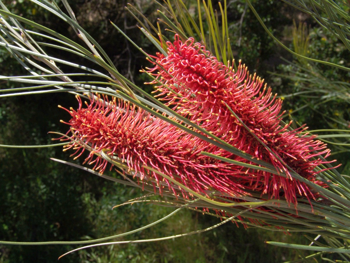 Grevillea sp WA N Perth YanchepNP (027).JPG