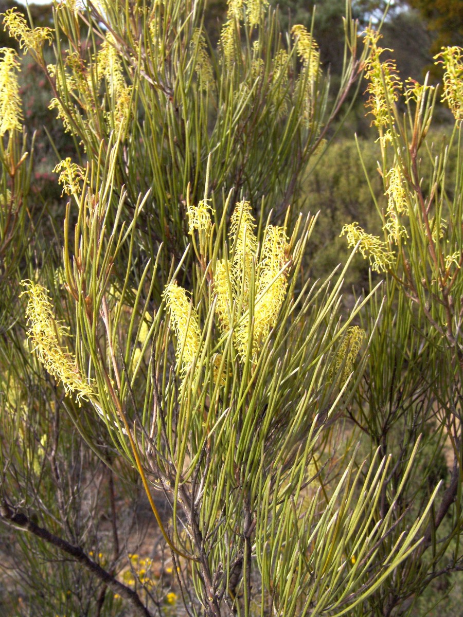 Grevillea sp WA Newdegate E LakeGrace G (078).JPG