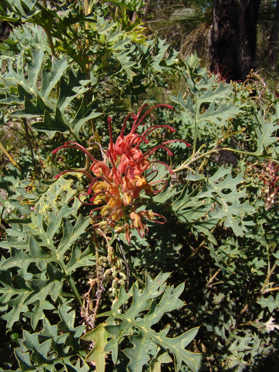 Grevillea sp WA Perth JohnForrestNP (104).JPG