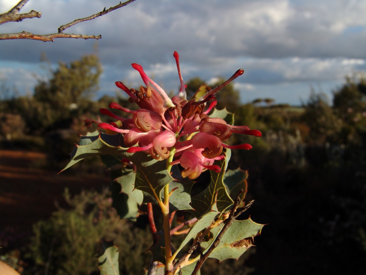 Grevillea sp WA TarinRockRes W LakeGrace (21).JPG