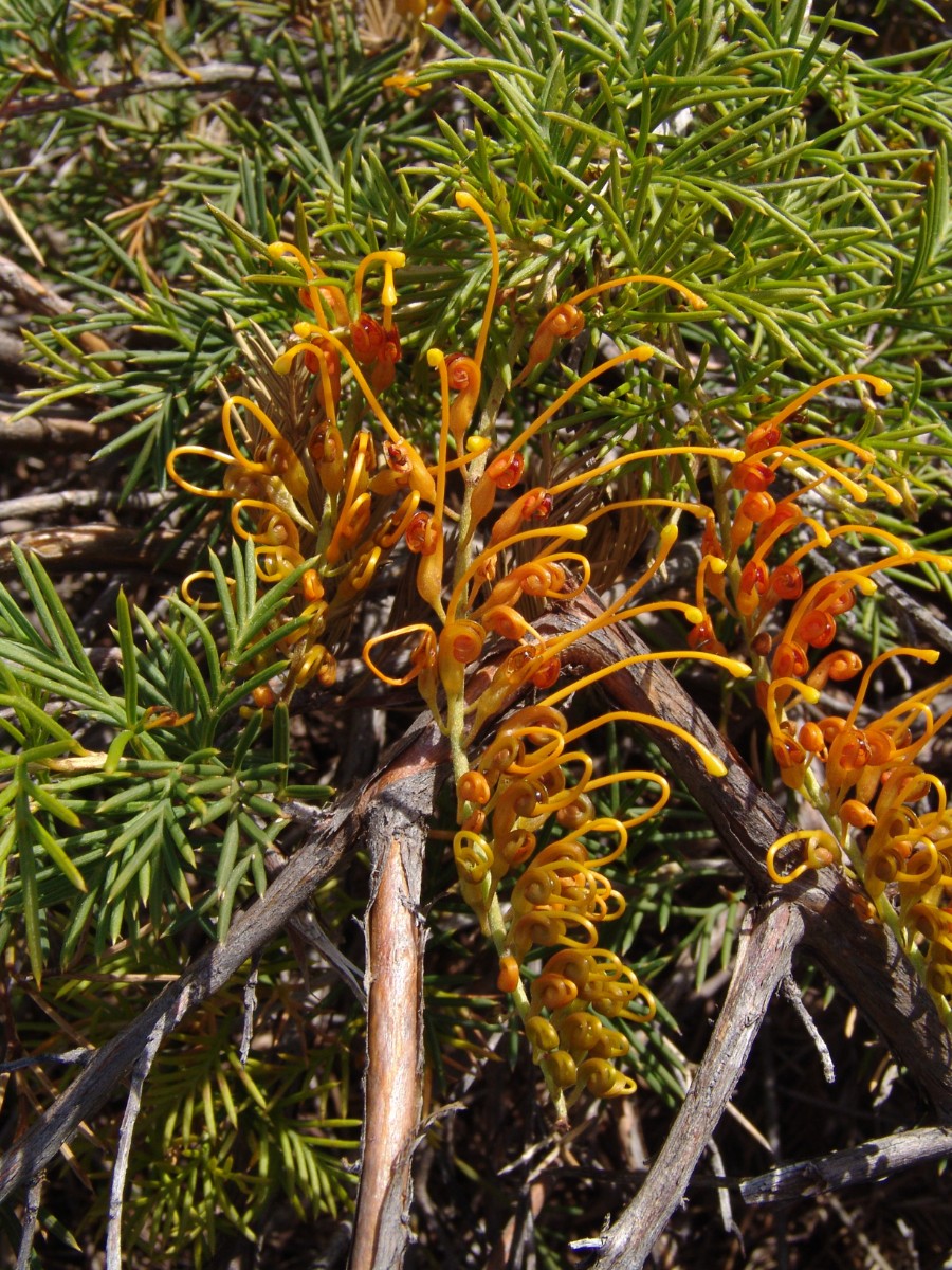 Grevillea tenuiloba PerthKingsPark G4.jpg