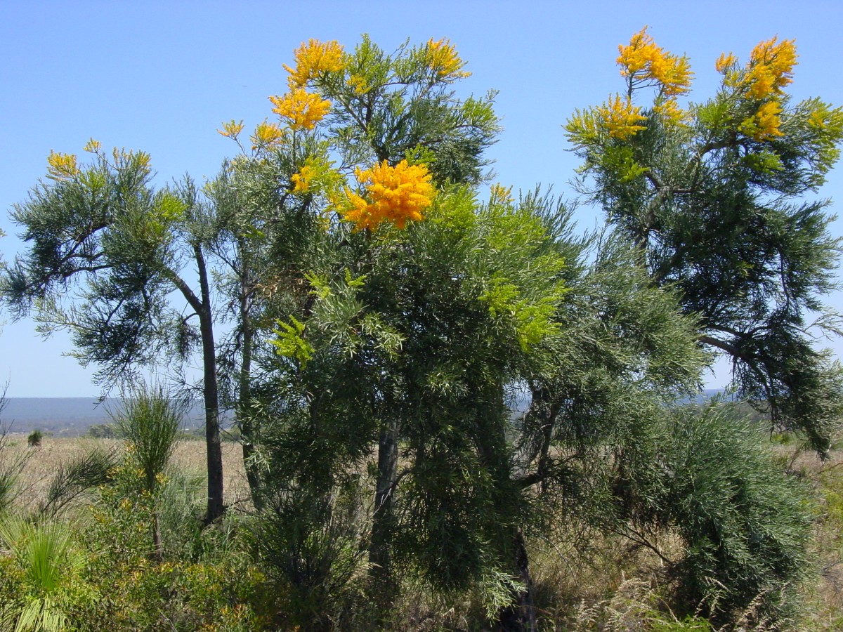 Nuytsia floribunda MooreRiverNP 1.JPG