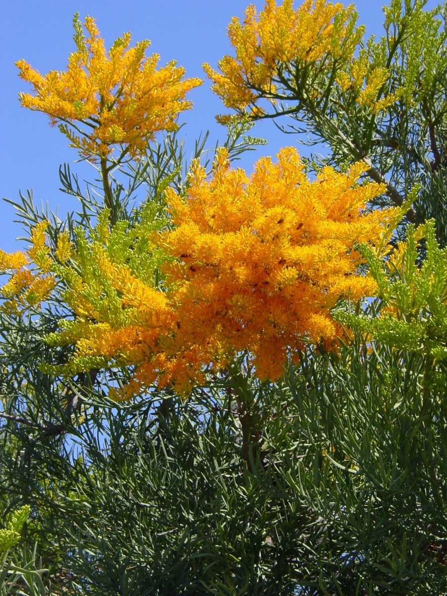 Nuytsia floribunda MooreRiverNP 4.JPG