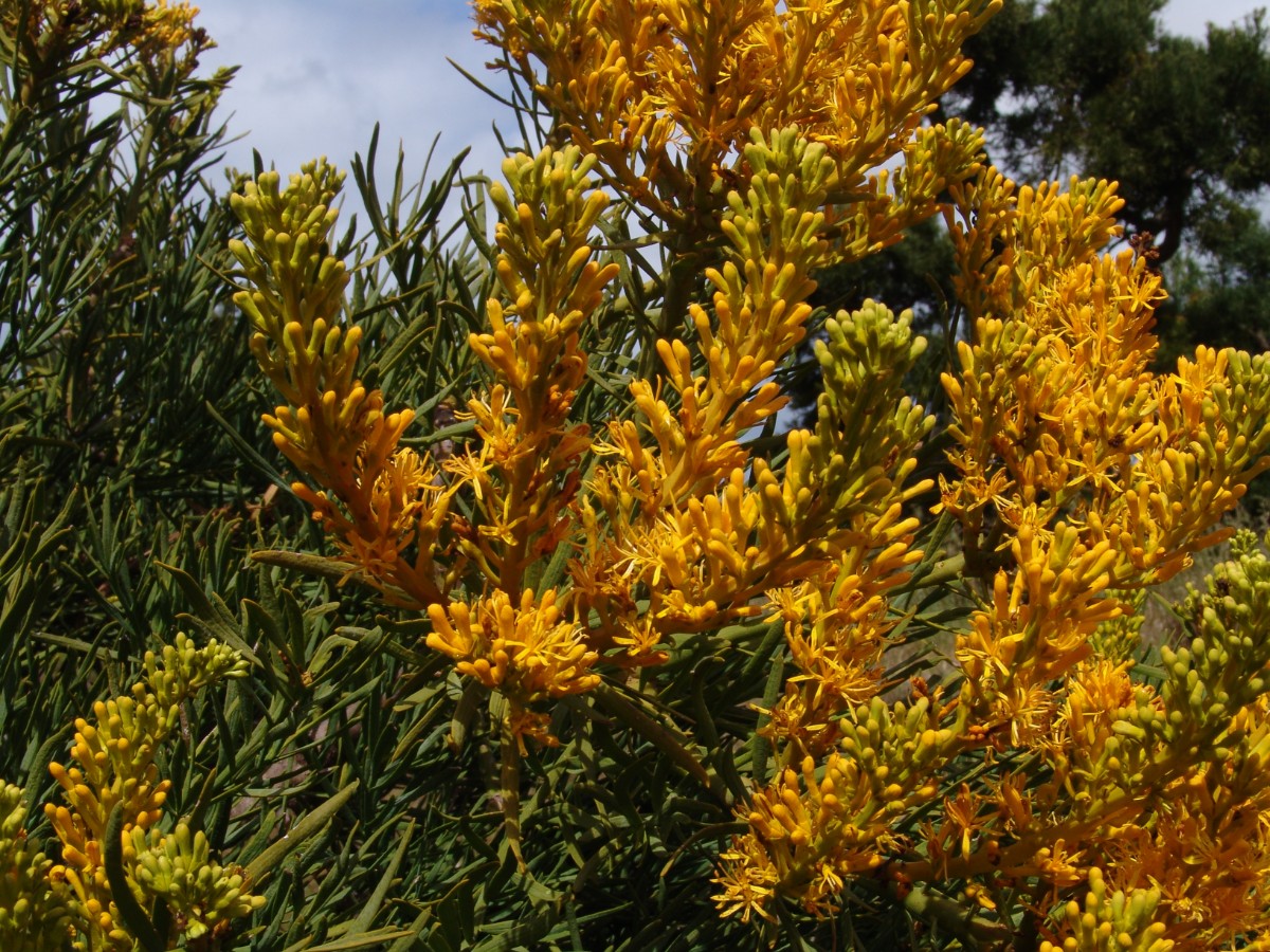 Nuytsia floribunda WA Albany TwoPeoplesBay G (118).JPG