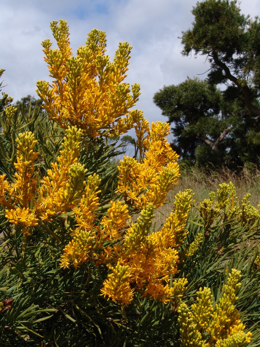 Nuytsia floribunda WA Albany TwoPeoplesBay G (120).JPG