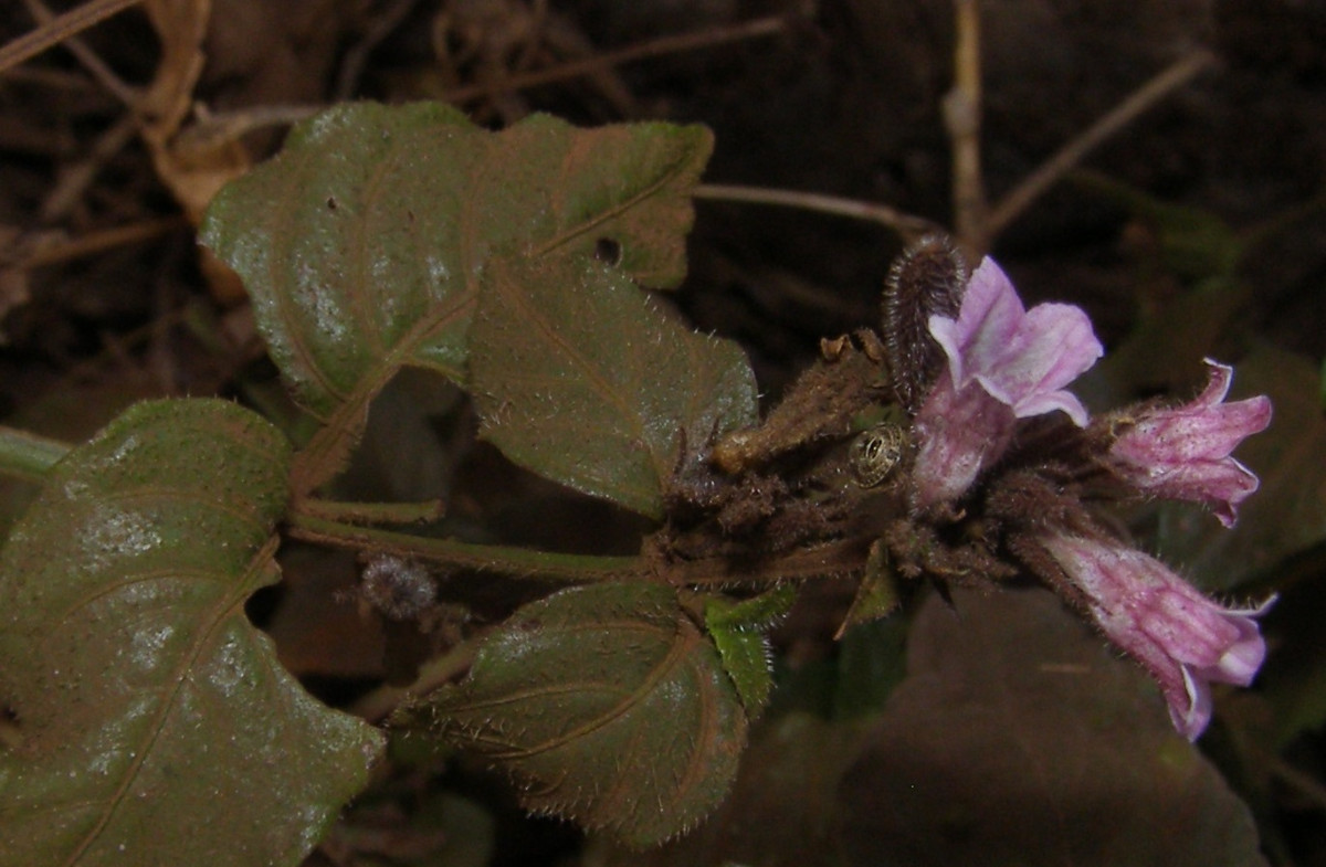 P1010295cf Strobilanthes.jpg