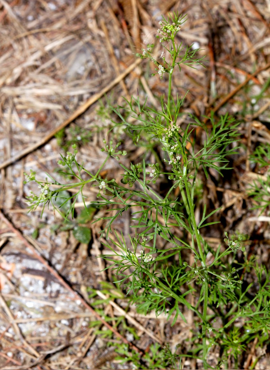 Cyclospermum leptophyllum Sarasota G02.jpg