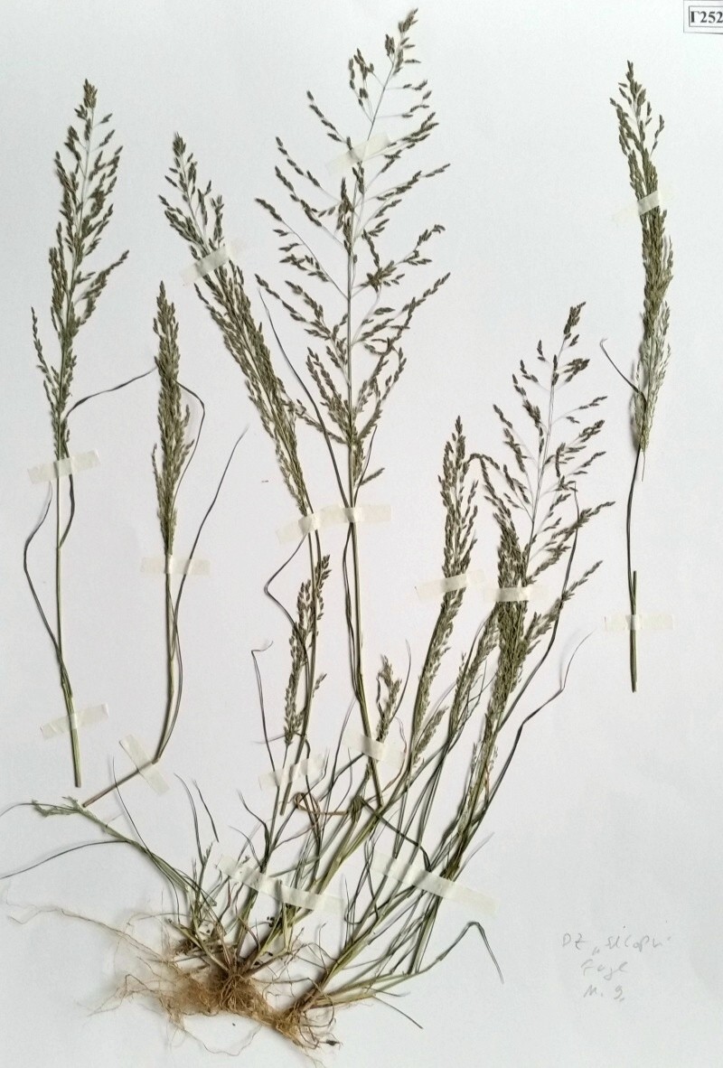 Eragrostis dz habitus.JPG