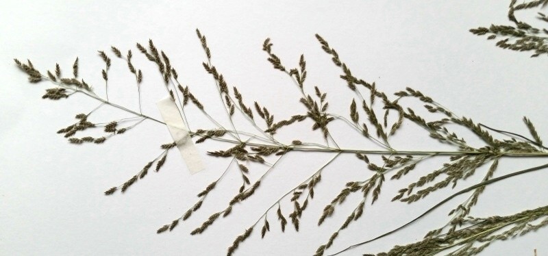 Eragrostis rispe.JPG